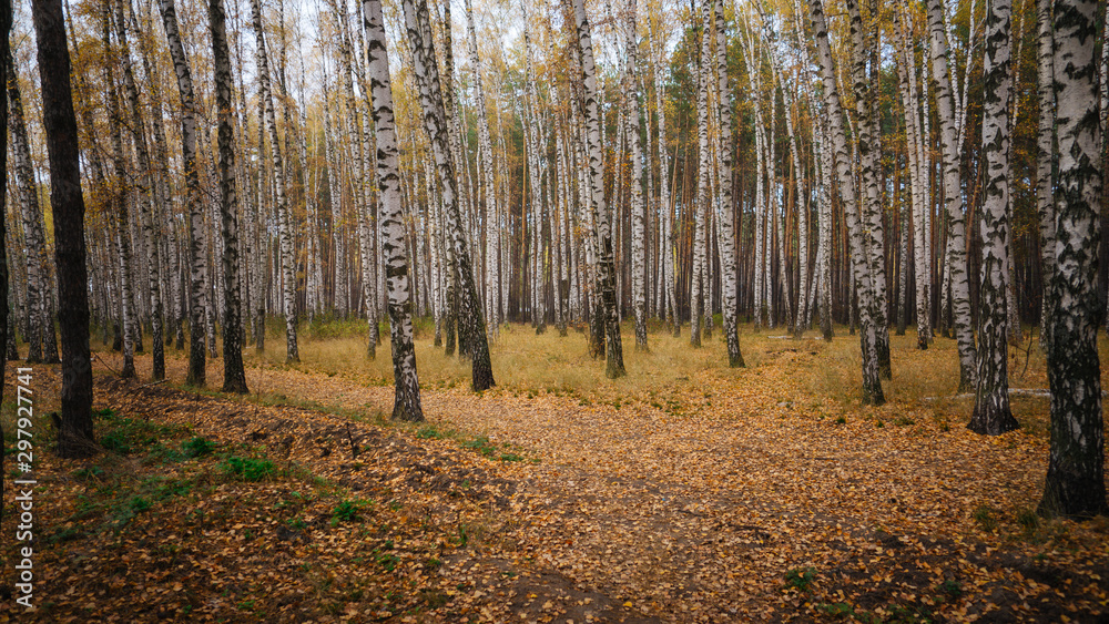 A beautiful landscape of birch grove in autumn season.