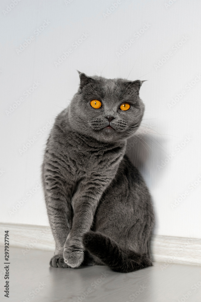 Scottish fold cat sitting at home on the floor against a white wall. A cat of a beautiful gray color with bright orange eyes and a serious face.