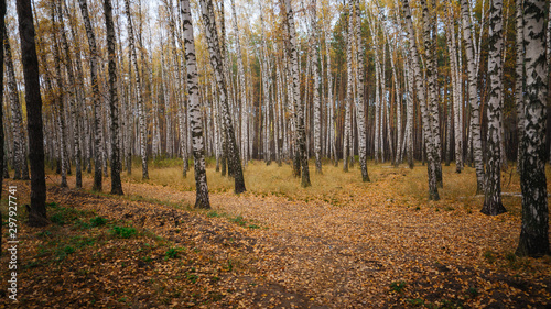 A beautiful landscape of birch grove in autumn season.