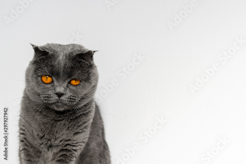Scottish fold cat sits on a background of a white wall. A beautiful gray cat with bright orange eyes and a serious face. Copy spase.