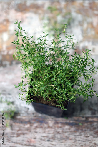 Selective focus. Macro. Thyme in a pot. Growing greens.