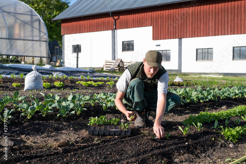 Man transplanting young plants in a garden