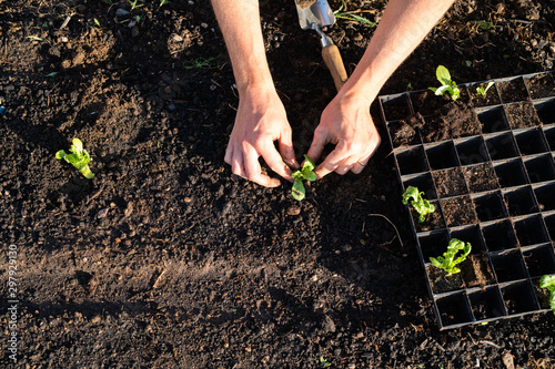 Farmer transplanting young plants in a garden