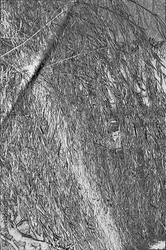 Leinwand Poster Embossed Sunbeam Through Wispy Tree Branches, Lake Chickamauga, Harrison Bay Sta