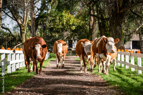 Vacas doble proposito en Cundinamarca-Colombia