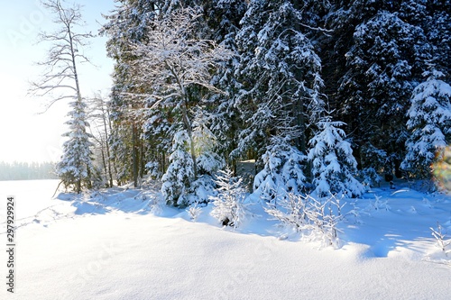 Trees covered with snow on frosty morning. Beautiful winter panorama in Latvia.