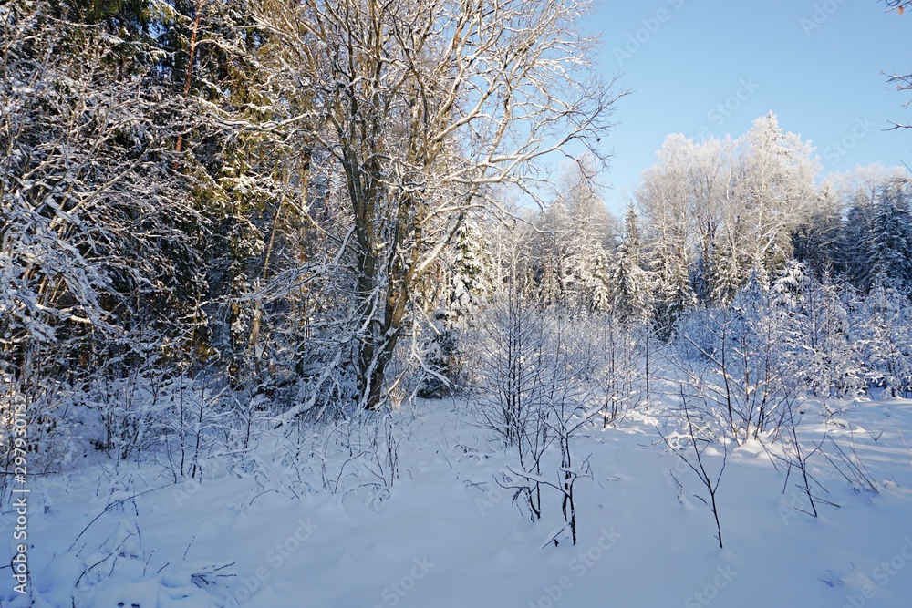 Beautiful sunny winter day with white trees,cold day Beautiful sunny winter day with white trees,cold day