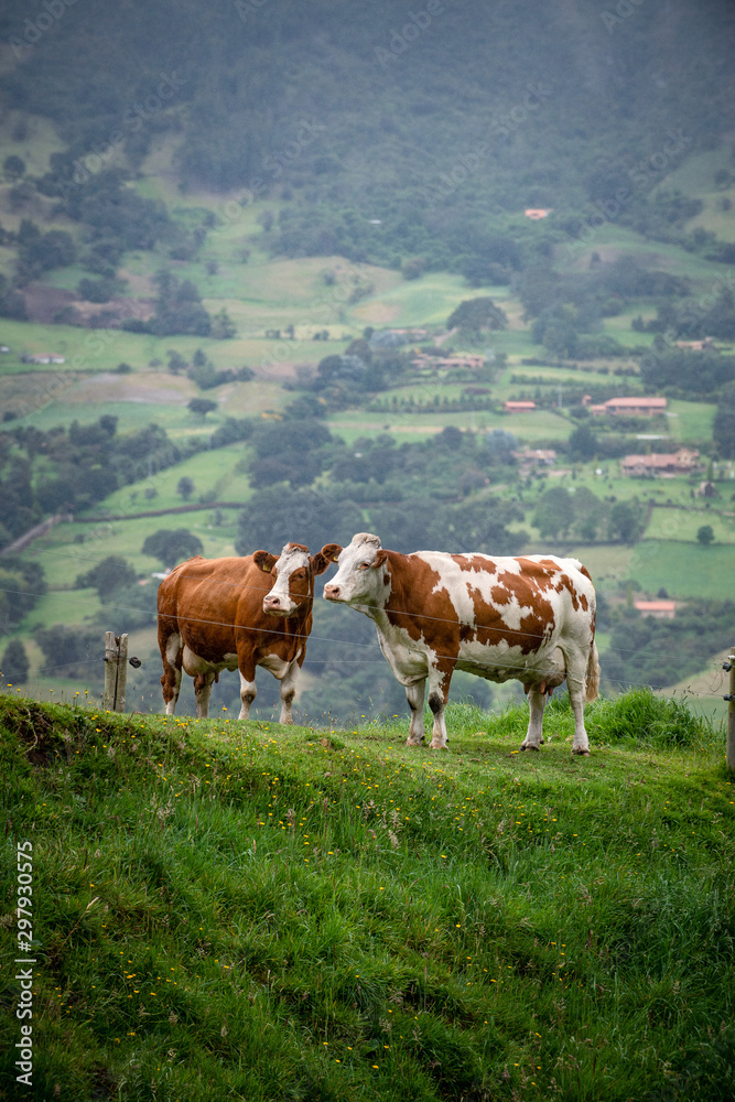Vacas doble proposito en Cundinamarca-Colombia Vacas doble proposito en Cundinamarca-Colombia