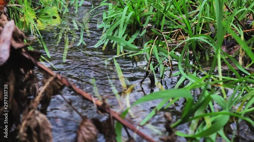 Small brook flowing in the park