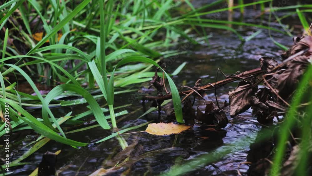 Small brook flowing in the park Small brook flowing in the park