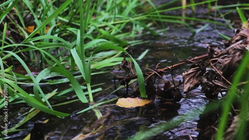 Small brook flowing in the park