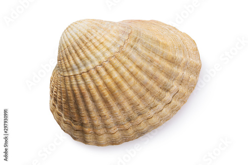 Small bivalve seashell isolated on white background, top view. Stacked photo