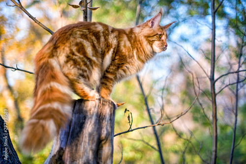 Maine coon kitten sitting on a tree in forest, park on summer sunny day.