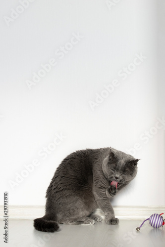 Scottish fold cat licks its paw. Nearby lies a toy mouse lonely. Beautiful gray cat with bright orange eyes and a serious face on a white background. Copy space