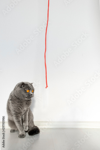 A Scottish fold cat stares stupidly at her beloved red rope. Beautiful gray cat with bright orange eyes and a serious face on a white background photo