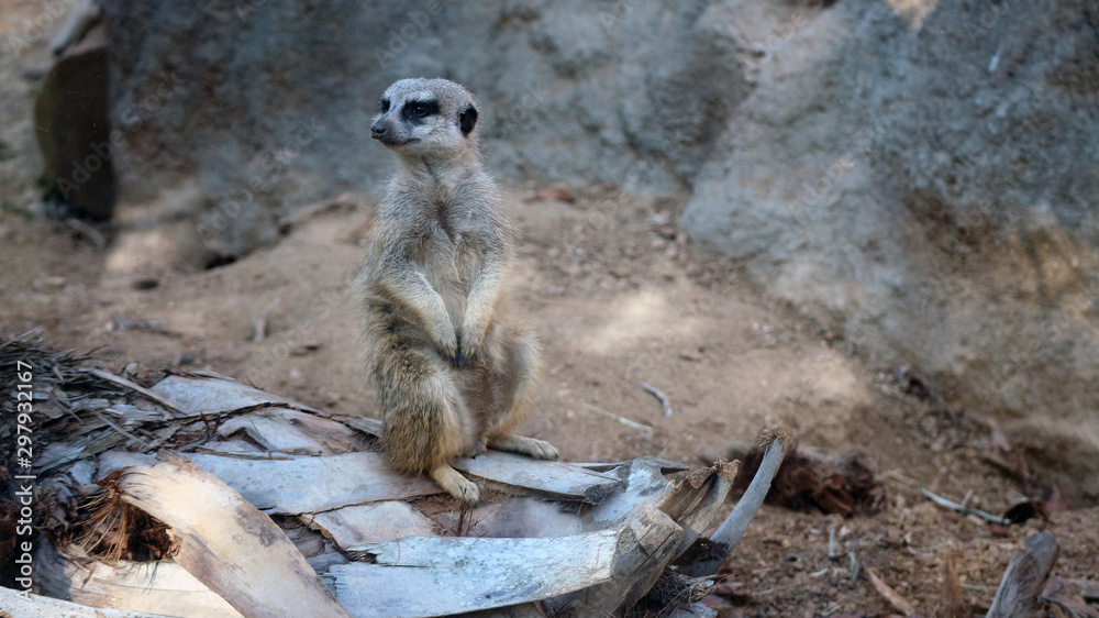 Fototapeta premium meerkat