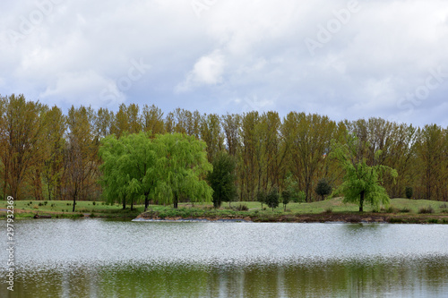 willows on the shore of a lake on a cloudy day