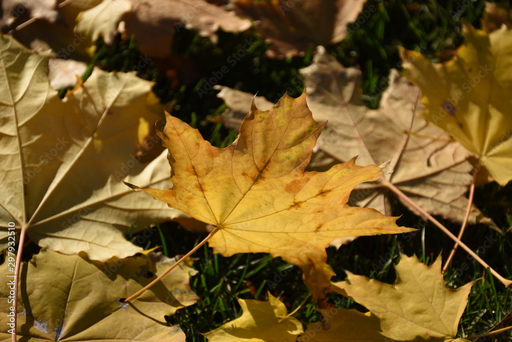 Closeup yellow maple leaves on green grass in the park on a nice and beautiful autumn day (selective focus), with copyspace for your text Closeup yellow maple leaves on green grass in the park on a nice and beautiful autumn day (selective focus), with copyspace for your text