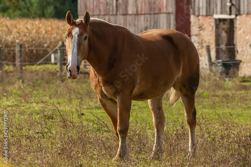 Beautiful horse on the pasture