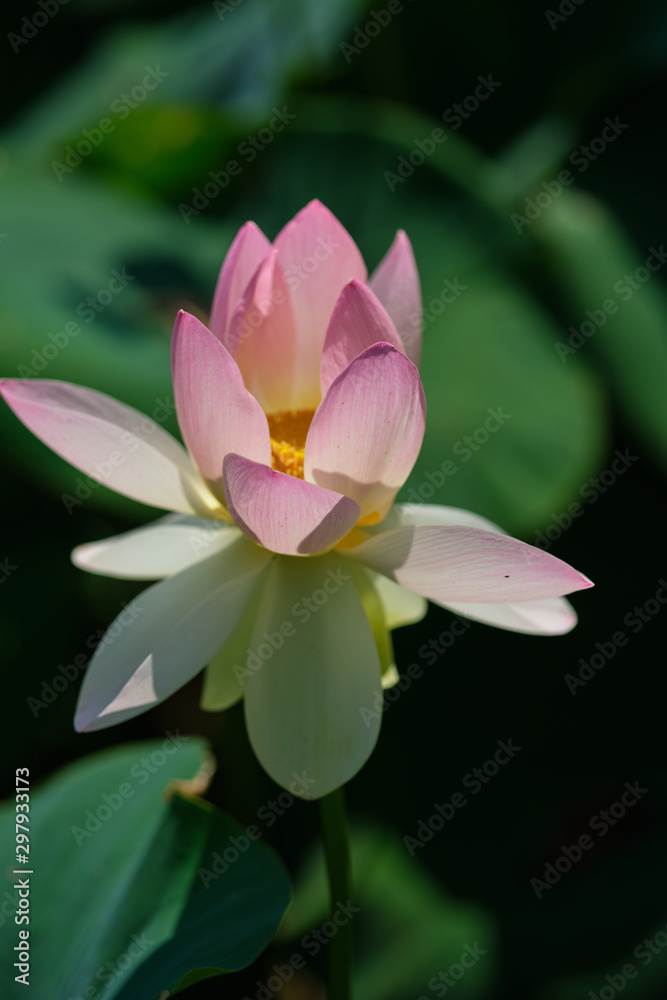 sacred lotus in a field from the front and top sacred lotus in a field from the front and top