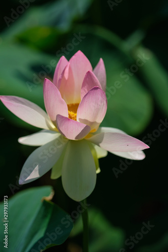sacred lotus in a field from the front and top