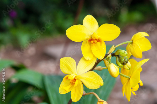 Picture of yellow flowers