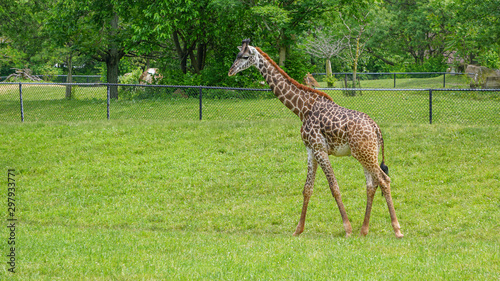 Giraffe Masai Giraffa camelopardalis tippelskirchi photo