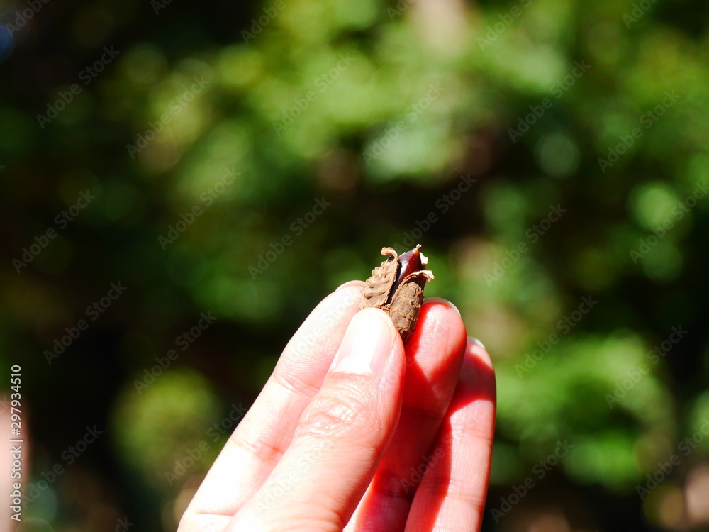 Obraz premium nuts in hand