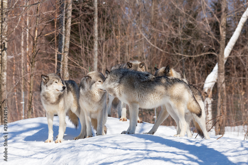 Fototapeta premium Timber Wolves in winter