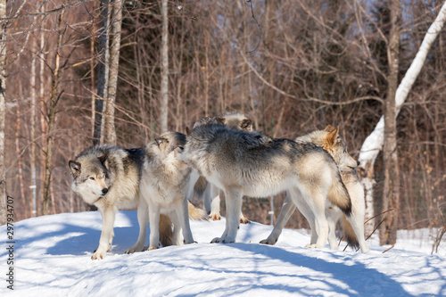 Timber Wolves in winter © Joe