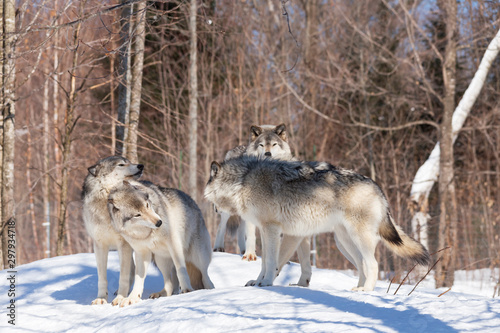 Timber wolves in winter
