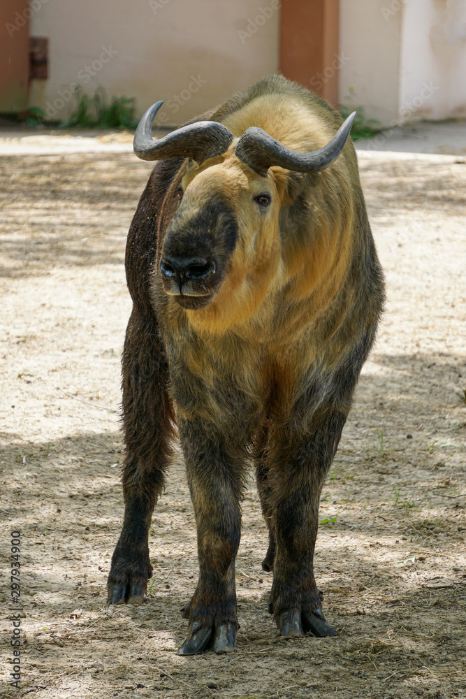 Fototapeta premium SICHUAN TAKIN BUDORCUS BUDORCUS
