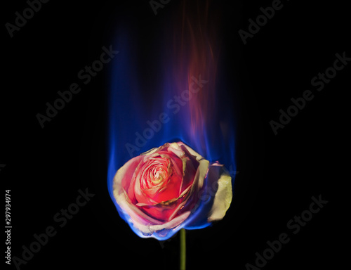 Burning Flower, Flower on fire. pink  rose in flame over black background with blue blaze. Creative unusual unrequited love romantic or sadness concept. 