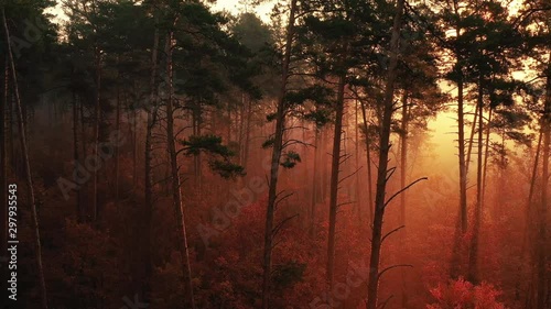 4k video capture from the drone. Slow flight through autumn foggy forest. The rays of the sun make their way through the branches of the pines, illuminating the mist well. Which creates a fabulous atm