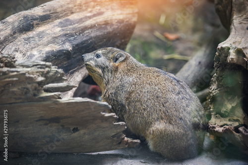 Rock hyrax sitting on the floor - provavia capensis