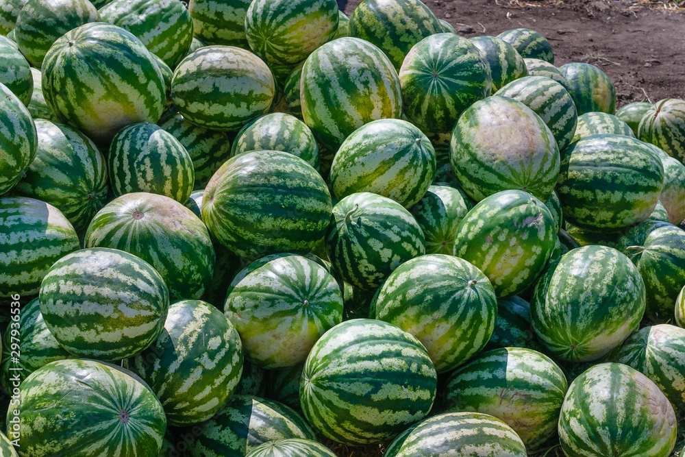 Close-up of green watermelon. Lot of ripe watermelons against the blue sky. Close-up of green watermelon. Lot of ripe watermelons against the blue sky.