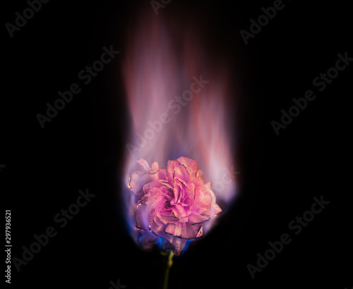Burning flower on fire. Pink carnation flower in flame over black background with blue blaze. Creative unusual unrequited love or sadness concept. 