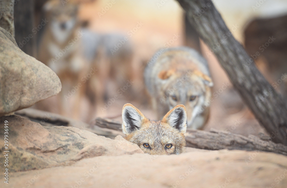 Close up of eye black backed jackal wildlife lying on the rock - Golden jackal