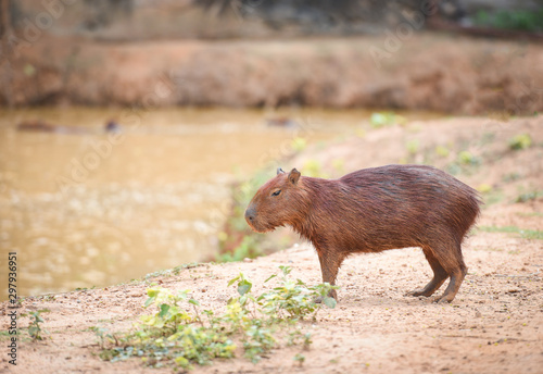 Hydrochaeris hydrochaeris - Capybara in the national park