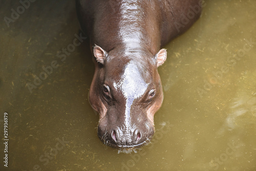 Hippopotamus floating on the water wildlife on nature - Hippo at zoo