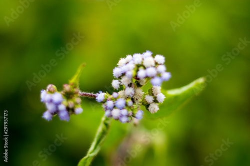 blue flowers on green background