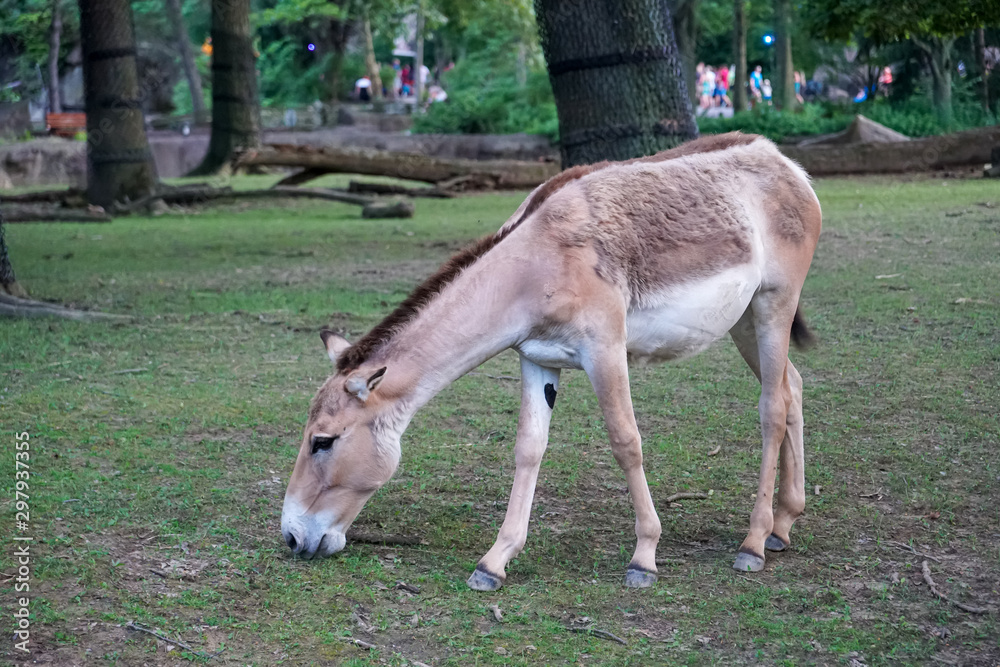 PERSIAN ONAGER EQUUS HEMIONUS ONAGER PERSIAN ONAGER EQUUS HEMIONUS ONAGER
