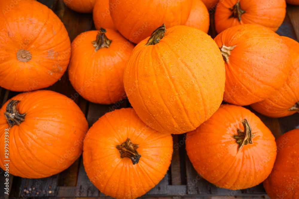 Flat lay, many pumpkins for sale for halloween. Flat lay, many pumpkins for sale for halloween.