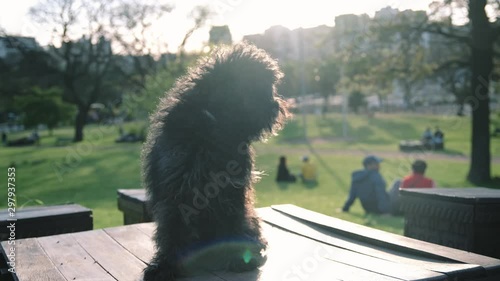 Perrito ladrando en parque