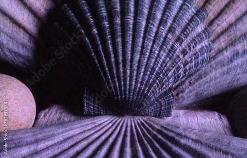 Close up detail of a scallop shell