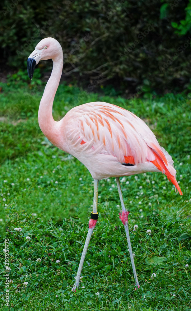 Flamingo Chilean Phoenicopterus chilensis Flamingo Chilean Phoenicopterus chilensis