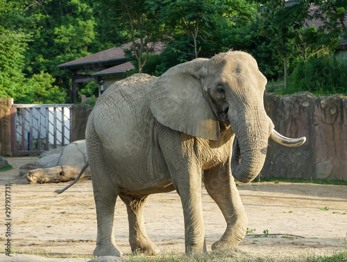 Elephant  African Loxodonta africana