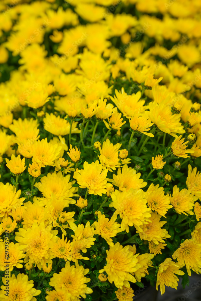 Flowers are yellow and with green flat lay, background for design. vertical photo Flowers are yellow and with green flat lay, background for design. vertical photo