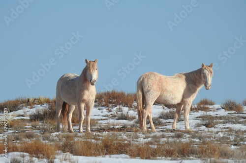 Fototapeta Naklejka Na Ścianę i Meble -  Wild horses roaming the vast desert terrain of northeastern Arizona.