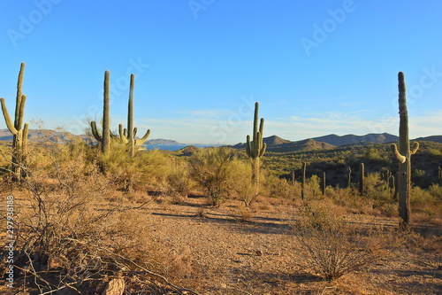 Sonoran desert landscape, Mesa, Arizona.